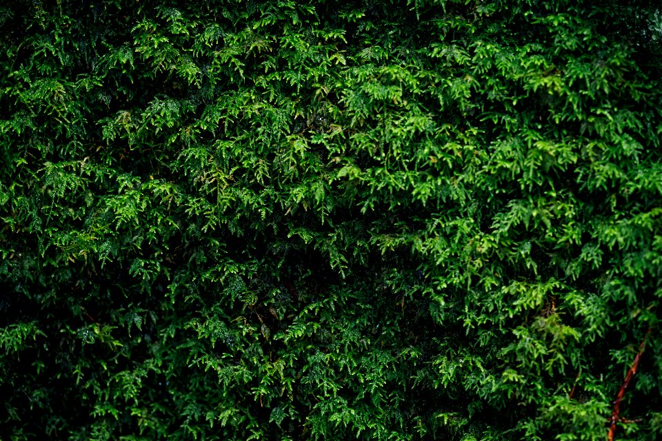 Green wall photo