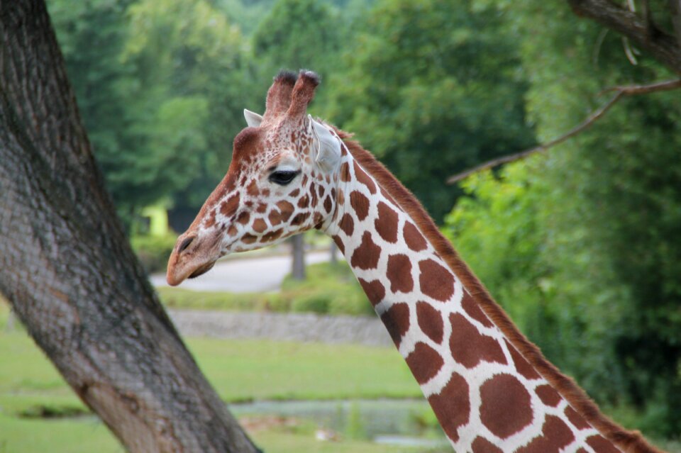 Africa mammal safari
