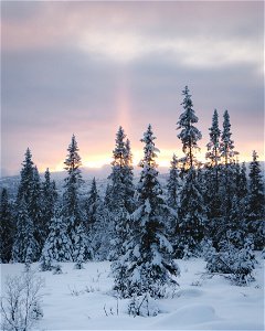 Frozen Forest photo
