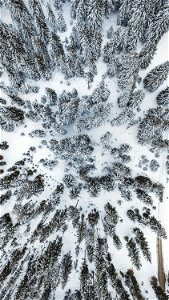 Snow covered forest from above in Austria photo