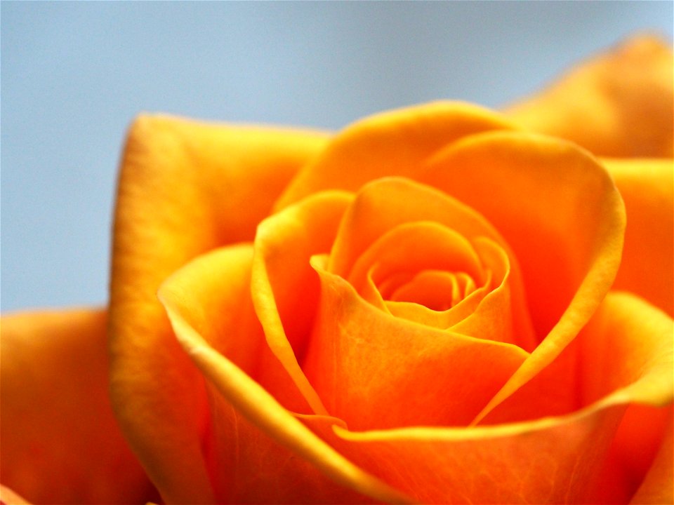 Orange Rose