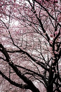 Trees in bloom photo