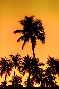 Sunset on the palms photo