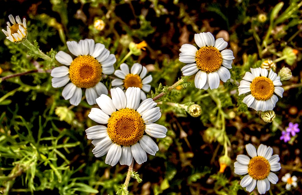 Daisies photo