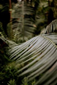 Tropical Leaves photo