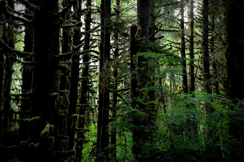 The Green Woods