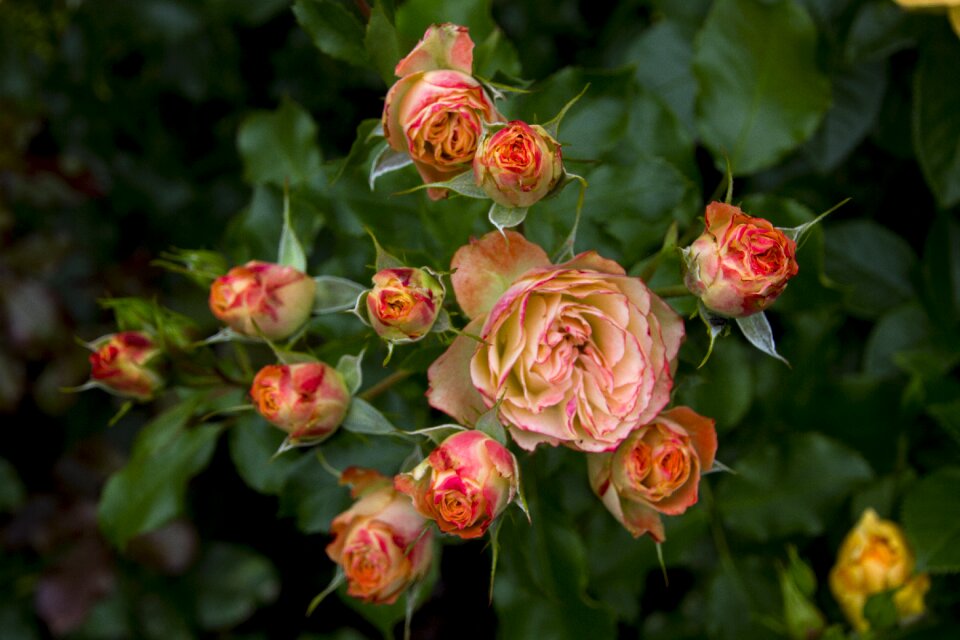 Bloom nature rose bloom