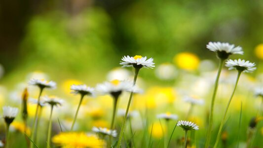 Grass field daisy