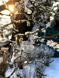 Snow Tree photo