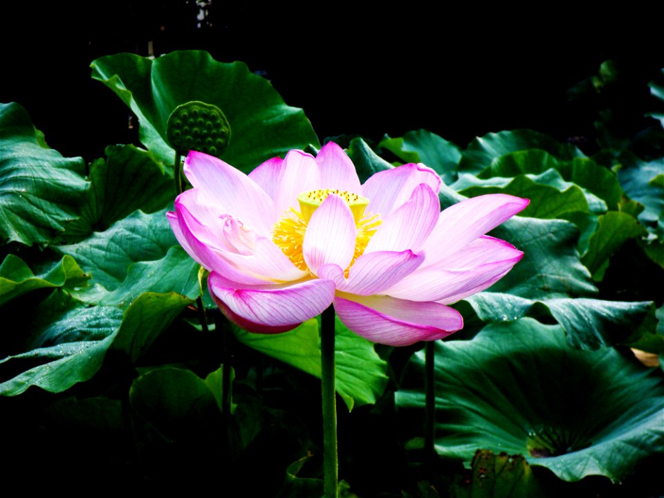 Lotus