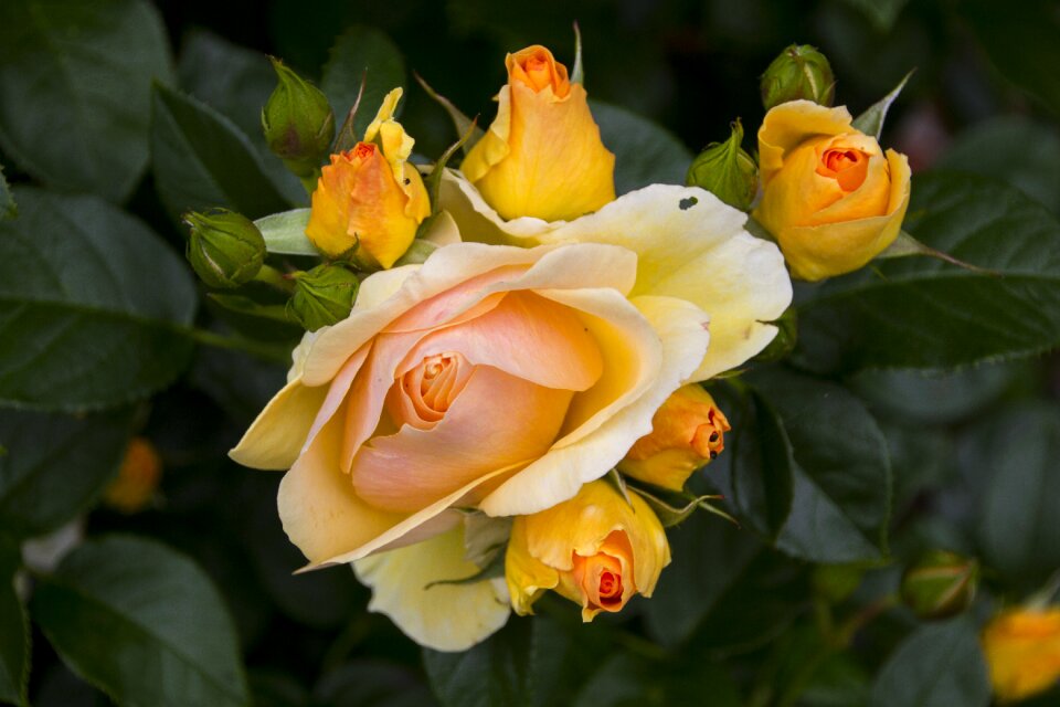 Bloom nature rose bloom
