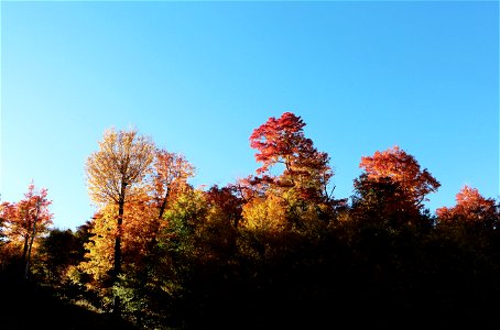 Colorful Trees photo