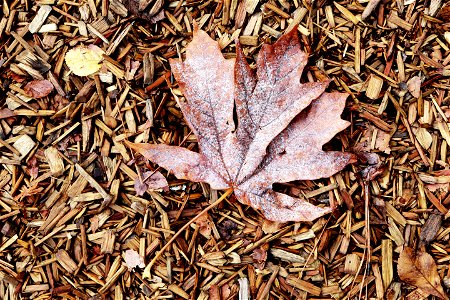 Leaf On Wood Carpet photo