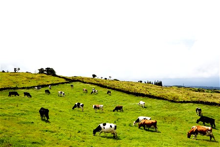 Field Of Cows photo