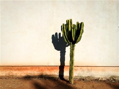 Lonely Cactus photo