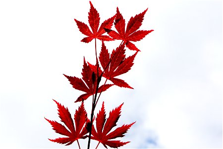 Maple Leaves photo