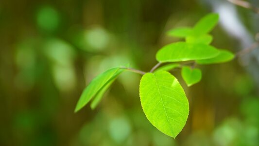 Growth environment tree photo