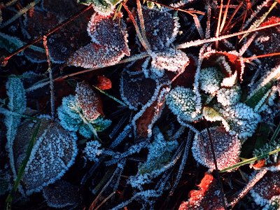 Frost Leaves photo