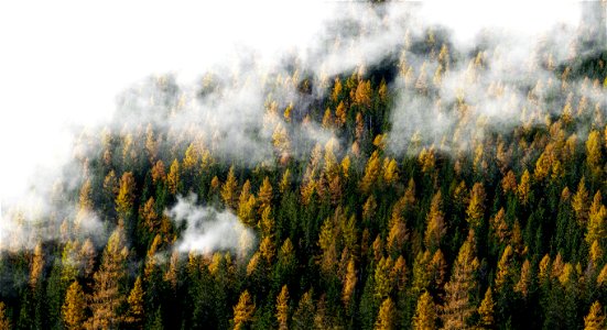 Foggy Forest photo