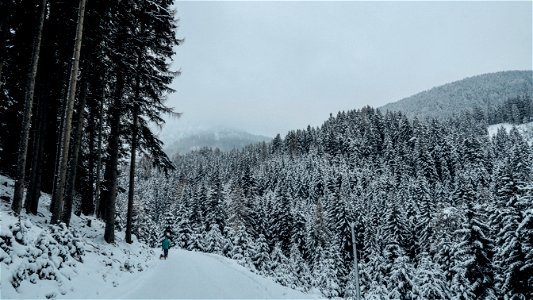Snowy Forest photo