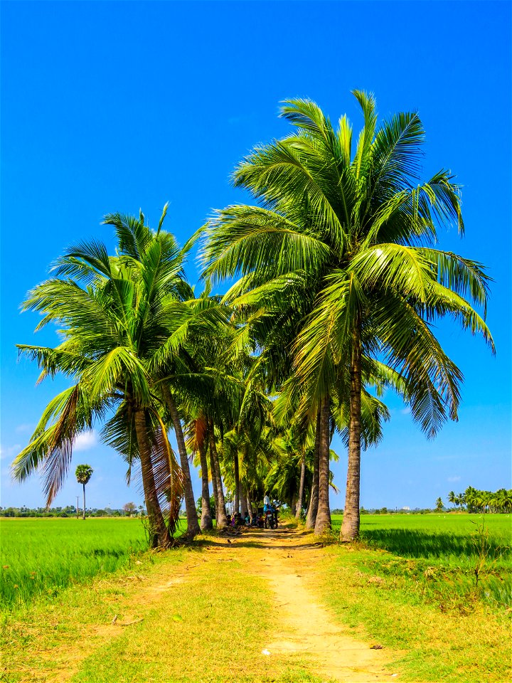 Palm Tree Road photo