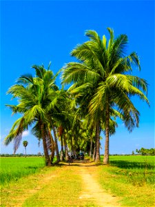 Palm Tree Road
