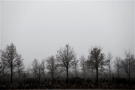Trees In The Mist photo