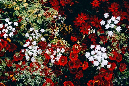 Flowers Mixture photo