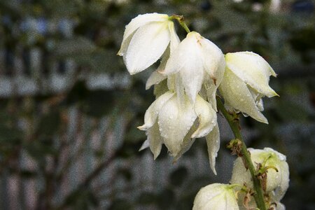 Flora white bush