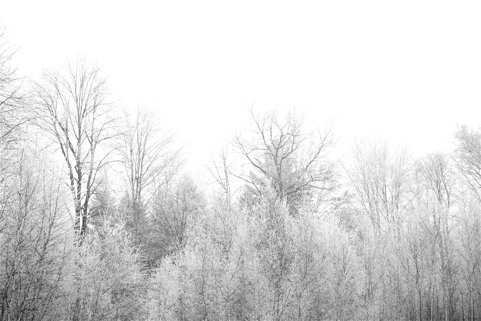Frozen Trees photo