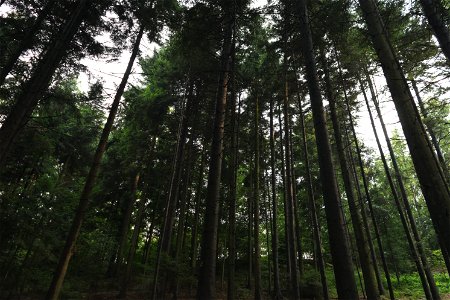 Imposing Forest photo