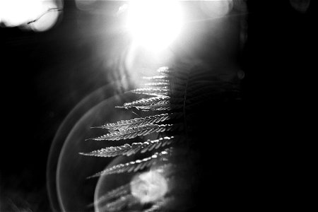 Plant Looking Light photo