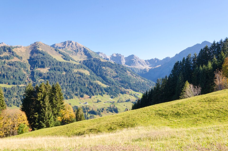 Mountain forest trees