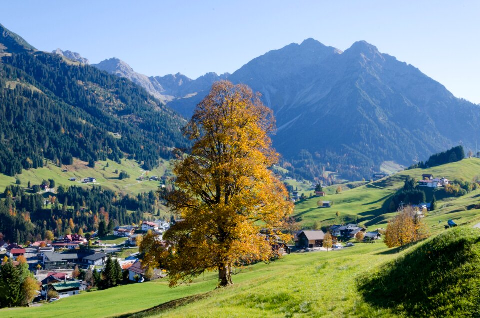 Mountain forest trees photo