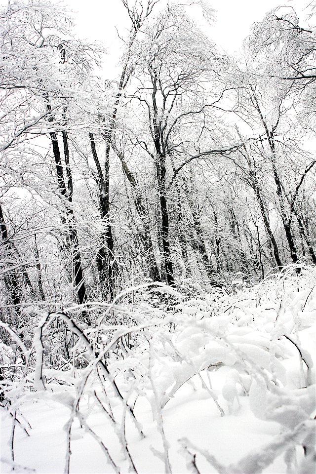 Frozen forest photo