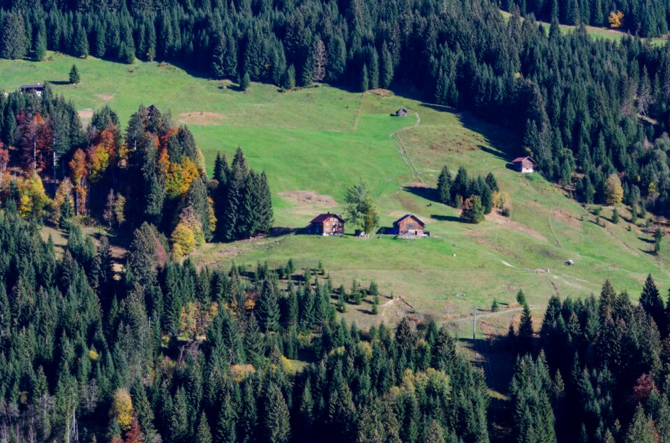 Mountain forest trees photo