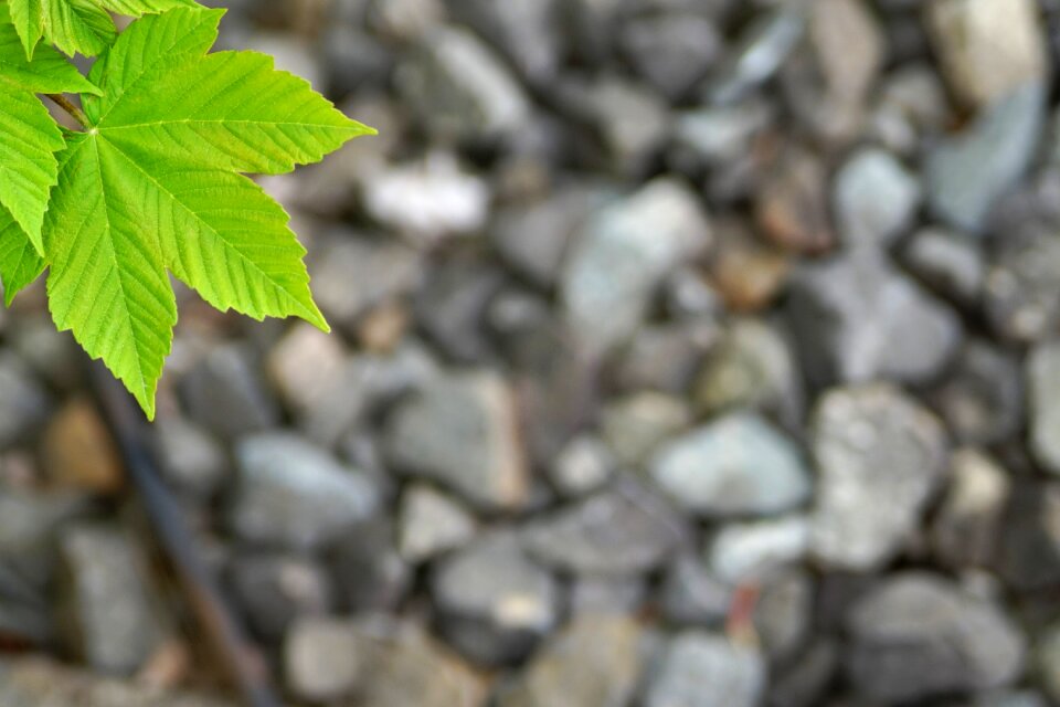 Texture close up plant