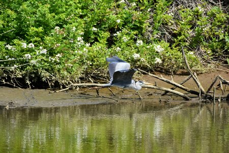 Green waterside bird