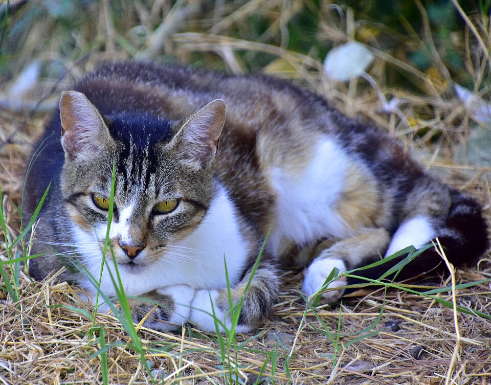 Pet whiskers mammals photo