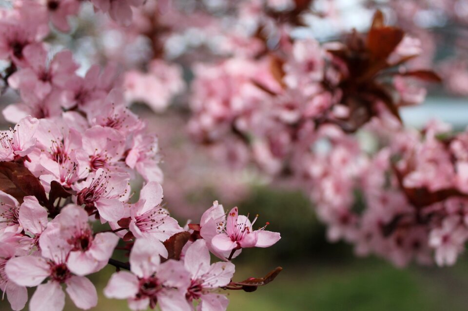 Spring colorful pink tree