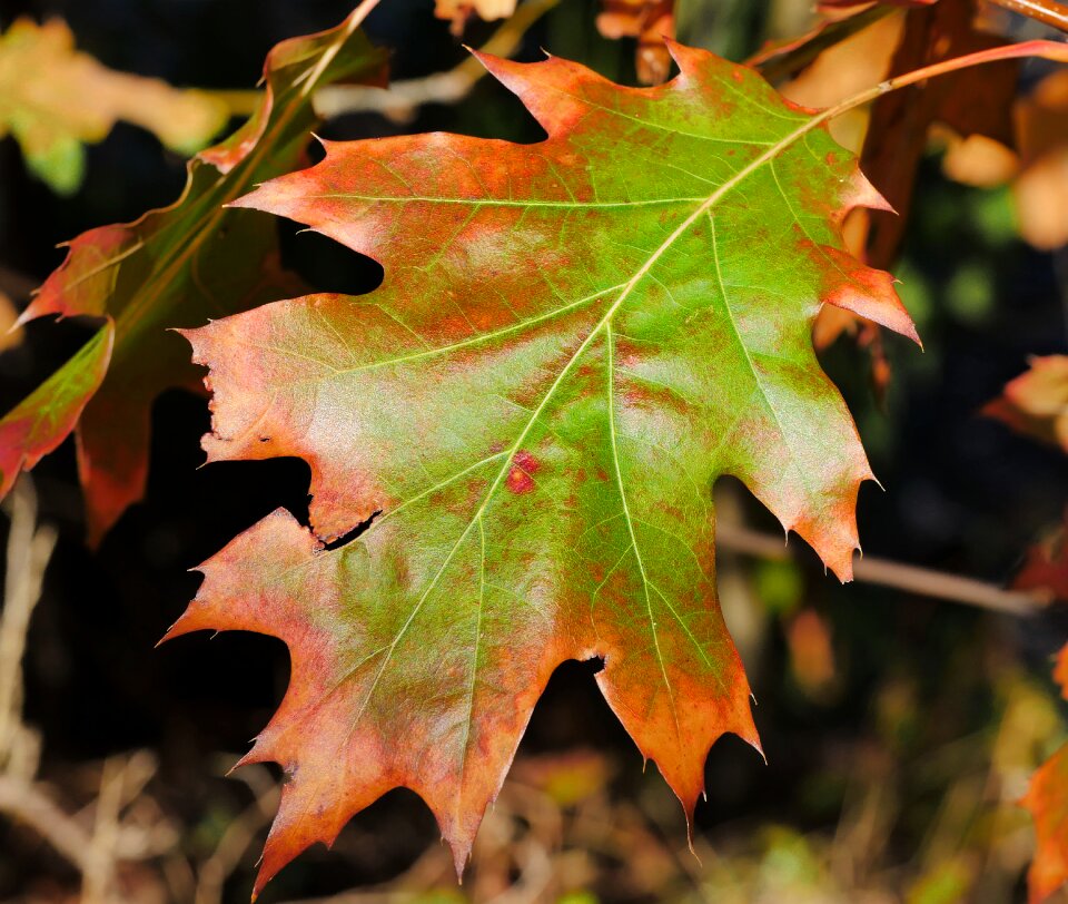 Fall color green brown