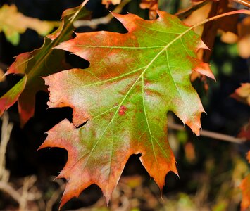 Fall color green brown photo