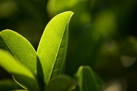 Blurred background nature plant photo