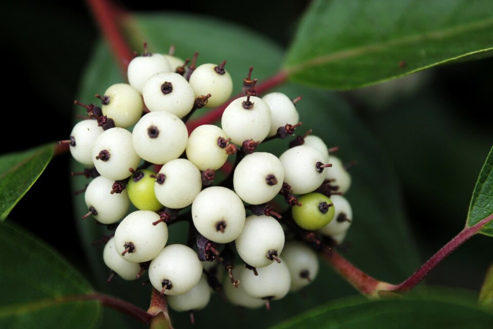 Fresh summer plant