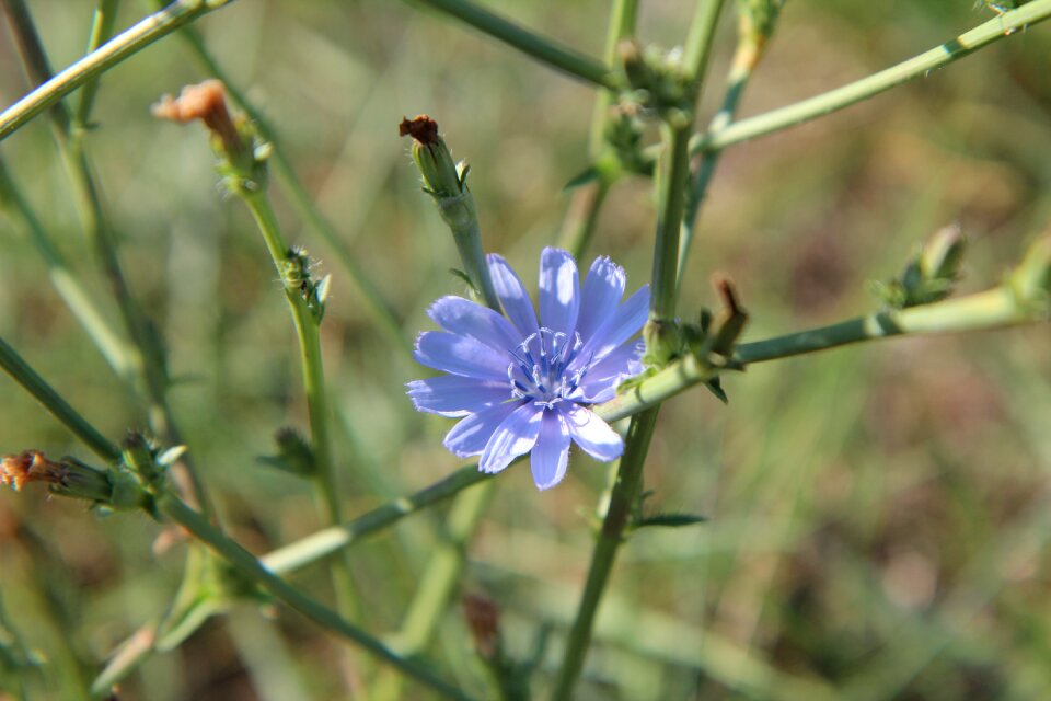 Flowers flowering blue flowers