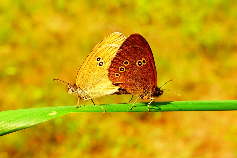 Insects animals invertebrates