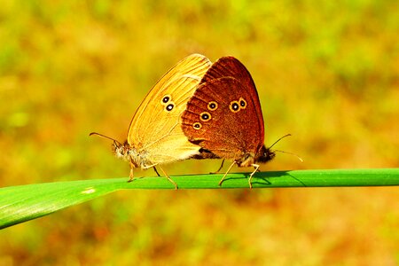Insects animals invertebrates