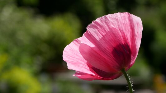 Pink poppy flower