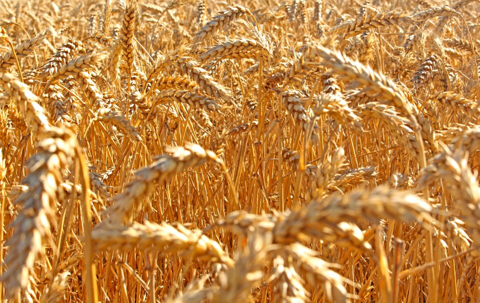 Summer harvest nature
