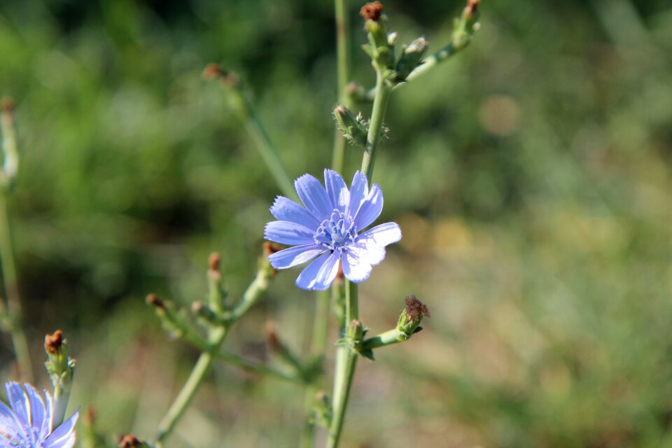 Flowers flowering blue flowers